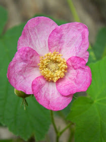Rubus odoratus Flowering raspberry by garden muses-not another Toronto gardening blog