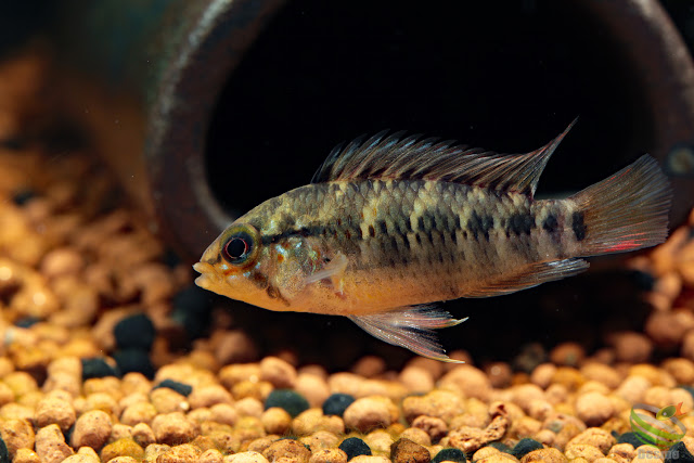 Apistogramma cf. macmasteri / Rio Manacacias