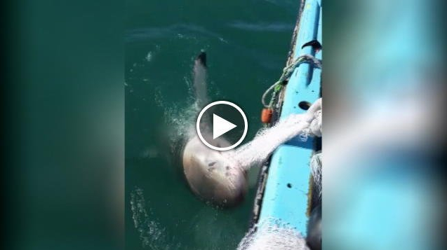 Catturato grande squalo bianco al largo dell'isola turistica tunisina di Djerba