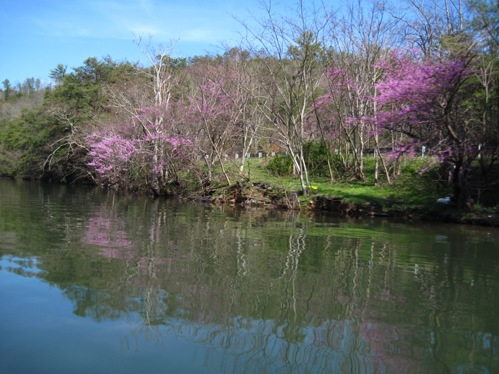 Gary's Outdoor Wanderings2 FORSYTHIA AND CHILHOWEE LAKE