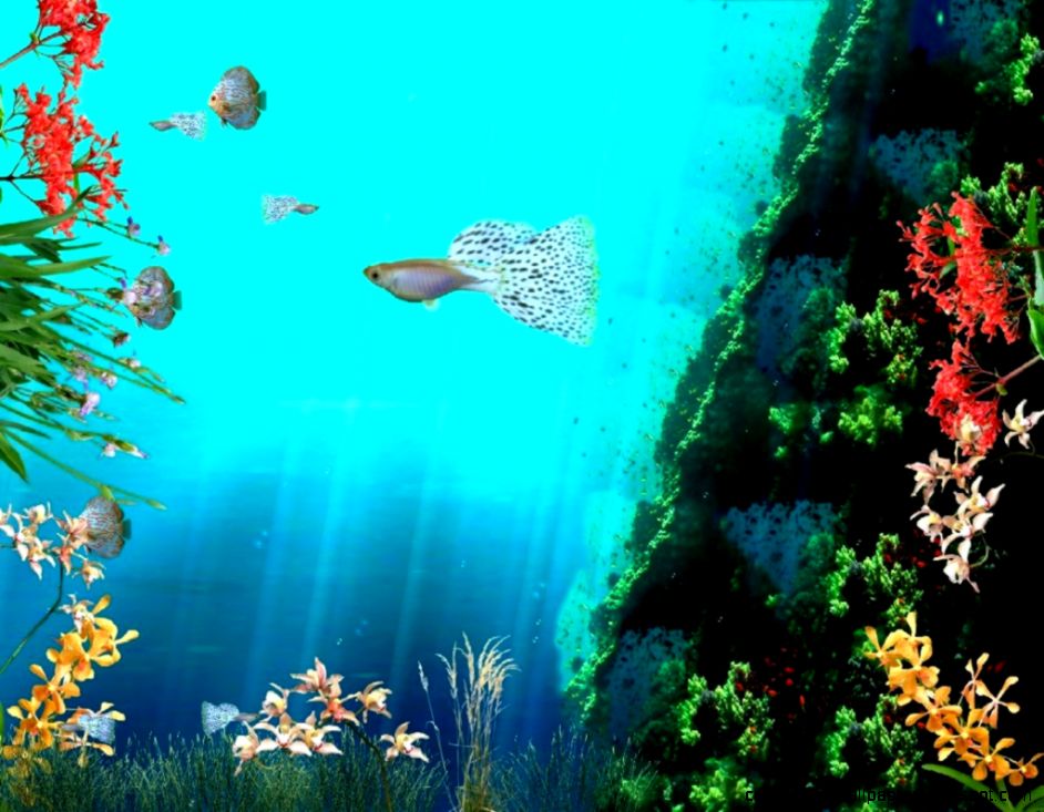 Moving Fish Desktop Background Download Inspiration Wallpapers