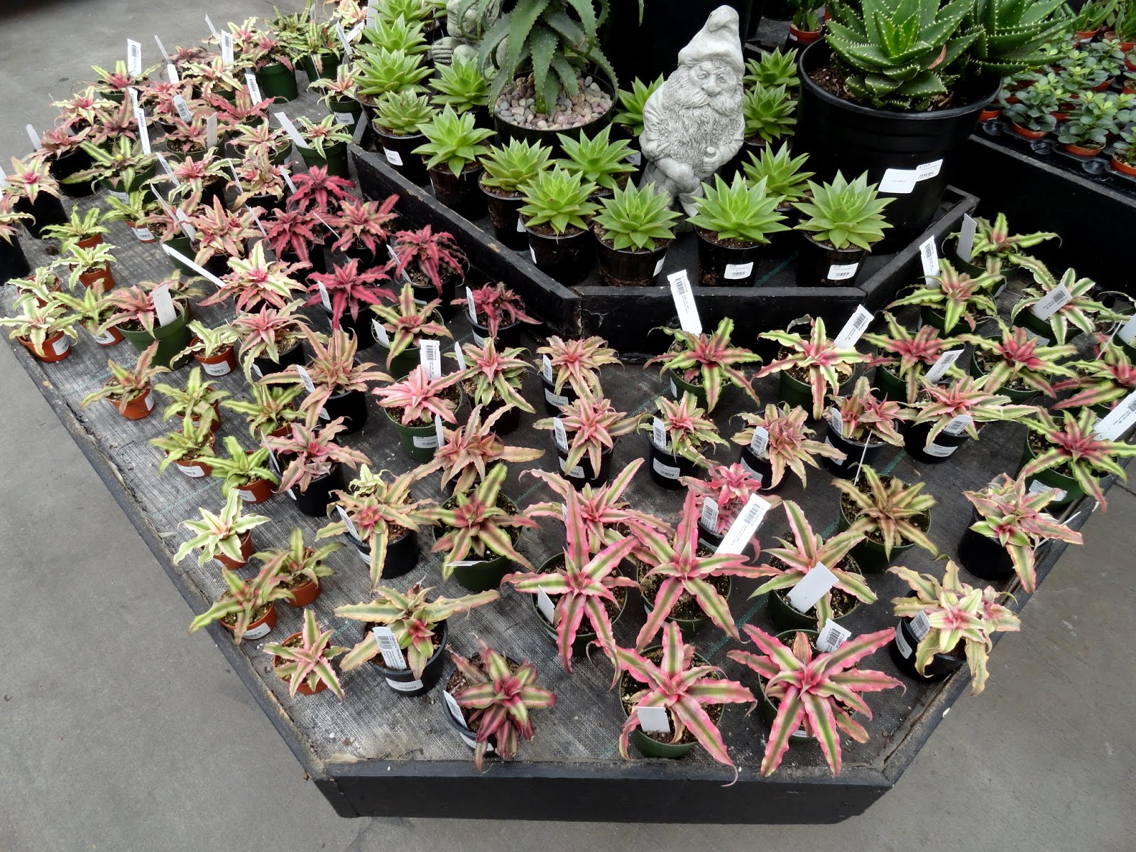 danger garden nursery visits on the way to Seattle...