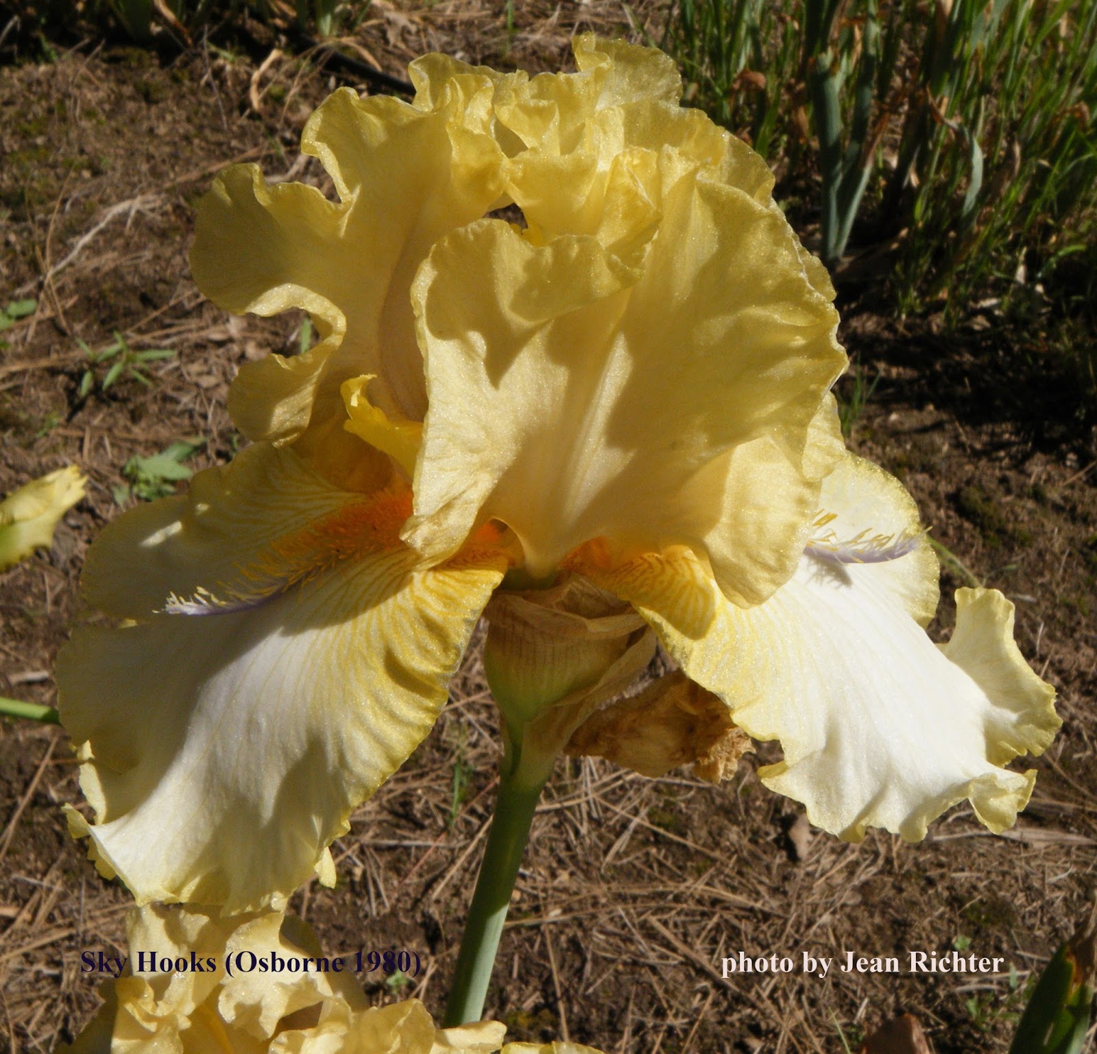 World of Irises Space Age Iris After Austin