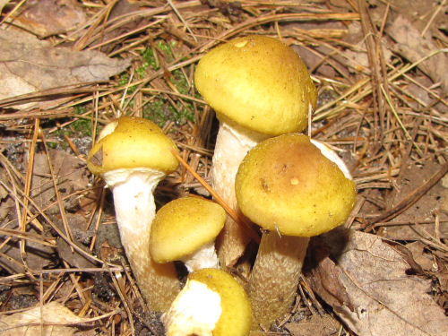 gold mushrooms