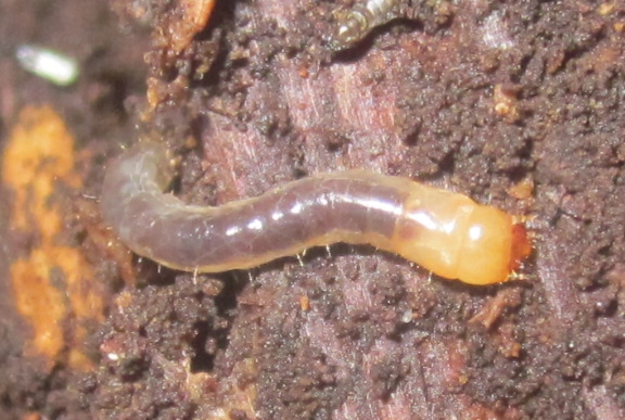 AlobatesLarva%25233.JPG