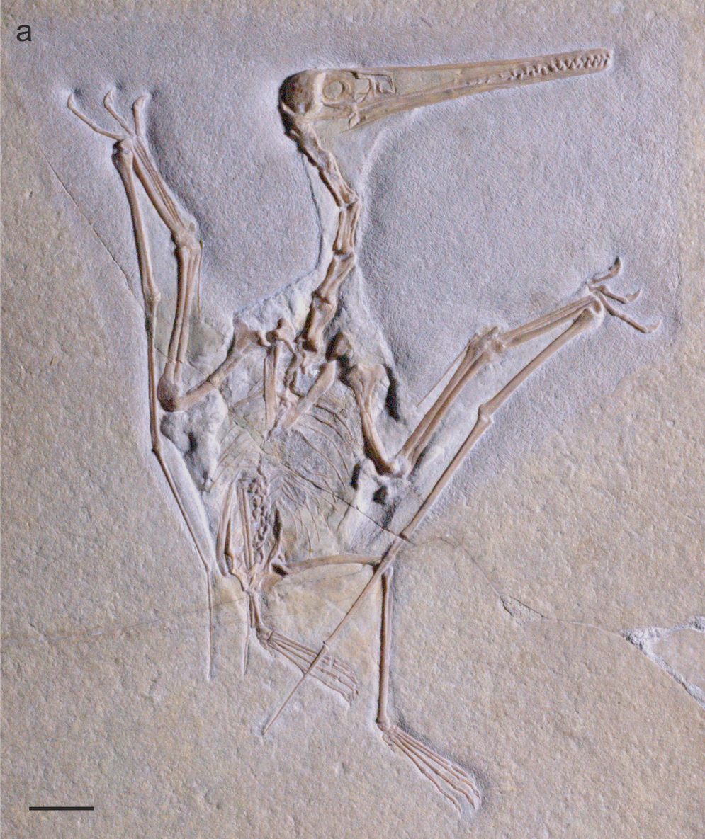 Species New to Science: [Paleontology • 2014] Aerodactylus scolopaciceps  gen. nov. • Pterodactylus scolopaciceps Meyer, 1860 (Pterosauria,  Pterodactyloidea) from the Upper Jurassic of Bavaria, Germany: The Problem  of Cryptic Pterosaur Taxa in Early