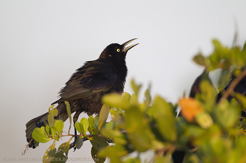 Little Estero Lagoon Spring Nesting Focusing on Wildlife