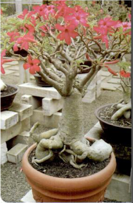 Tukang Taman Surabaya tentang mengenal tanaman hias adenium (Mawar gurun)