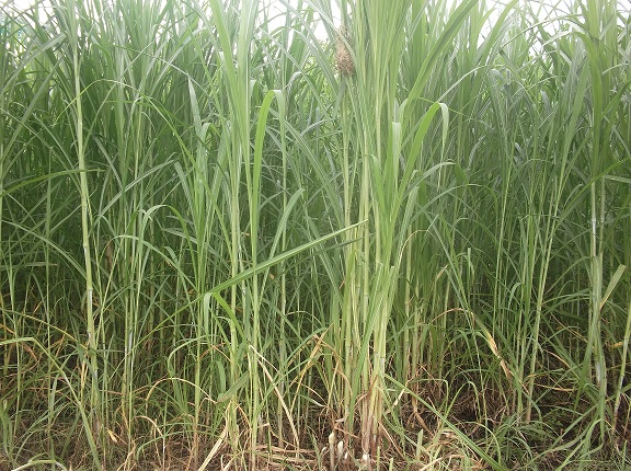 Kambing Domba Kami, Tidak Kami Kasih Pakan Gedebok Pisang