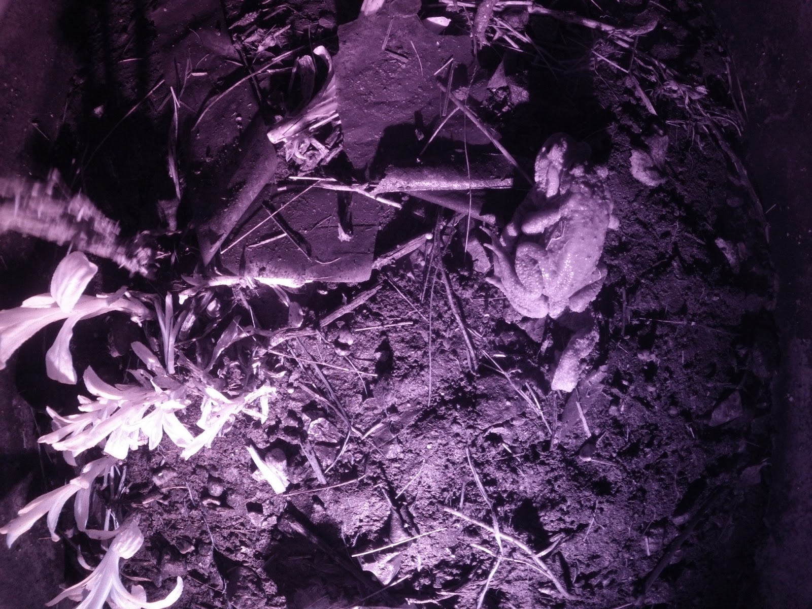 Bufocam: the toad tunnel camera: 2013