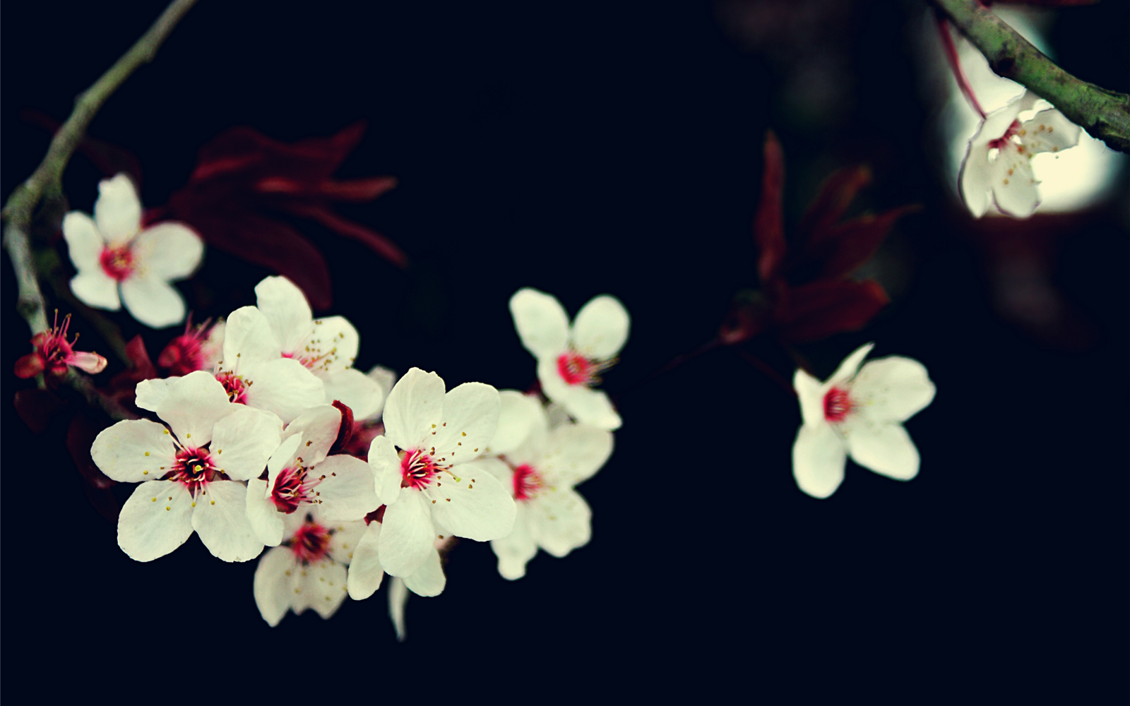 Cherry Blossoms Sakura HD Wallpapers| HD Wallpapers ,Backgrounds ,Photos ,Pictures, Image ,PC