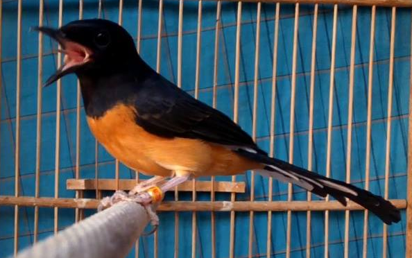 10 Kumpulan Gambar Burung Murai Batu Lucu Gambar Foto Burung