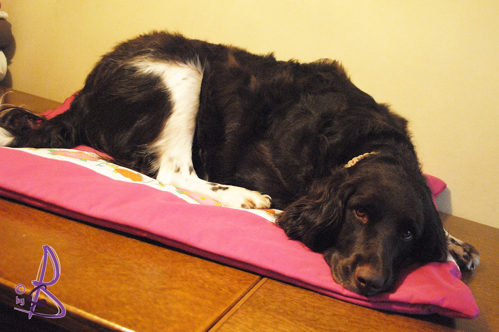hund nuckelt an decke