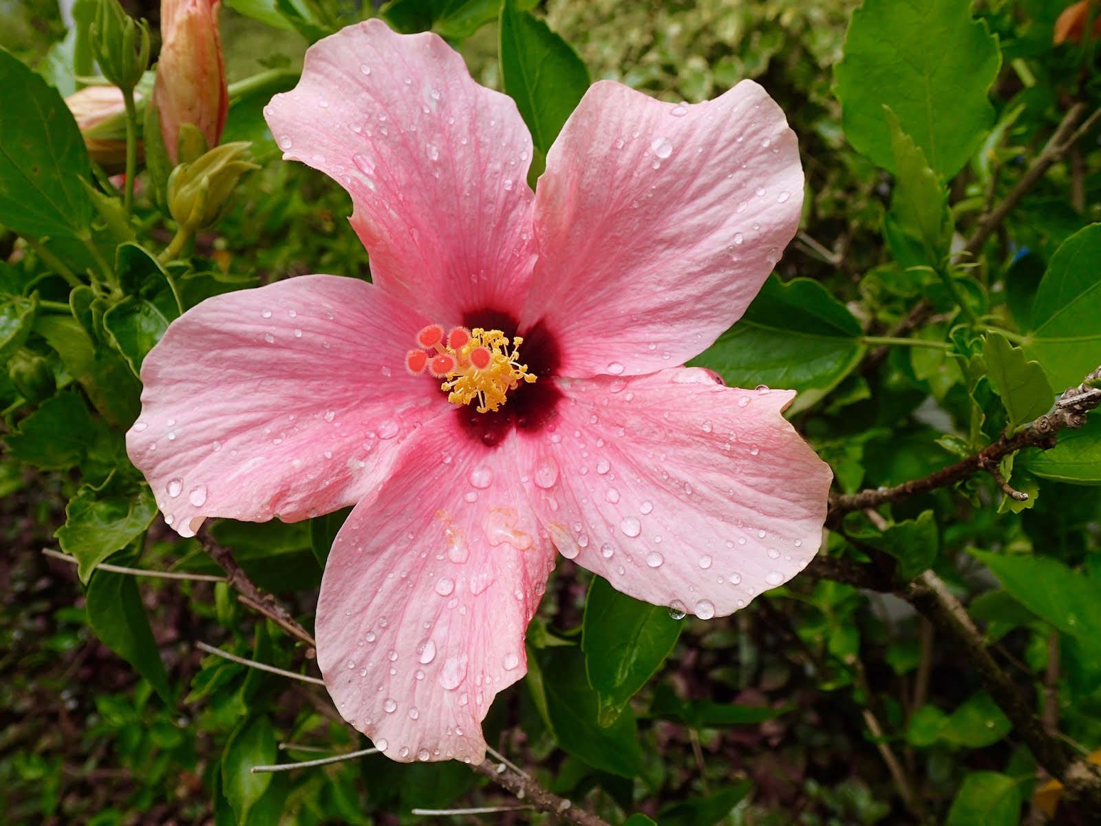 Things we did today... Capella Resort Presents Flowers of St. Lucia