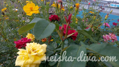 Bunga Mawar (Rumah Bunga Neisha)