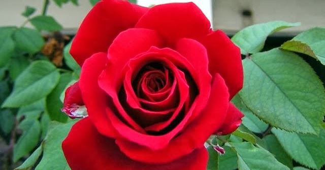  Nama  Latin Bunga  Mawar  Ngember News