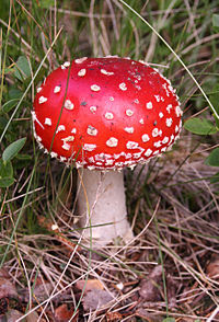 Mushroom - agarics | Agaricus | Agaricus bisporus | Ascomycota | Puffball Stinkhorn Morel