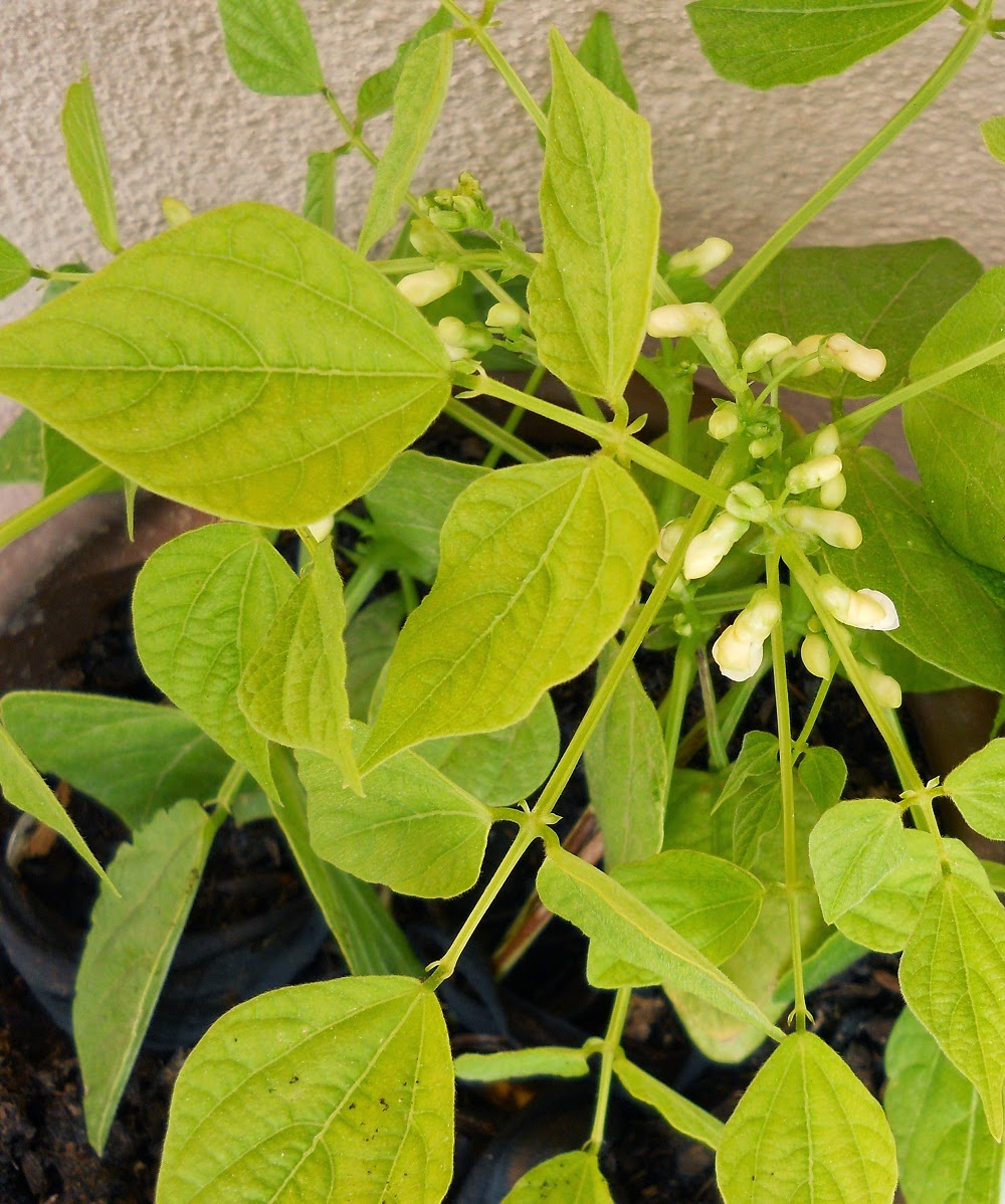 Plantas para hombres Phaseolus vulgaris, judías verdes, alubias, frijoles