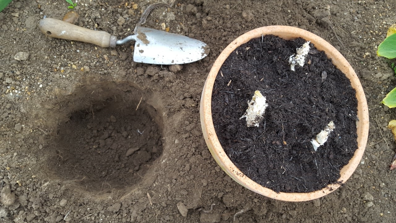 HOW TO PLANT NERINE SARNIENSIS BULBS The Garden of Eaden