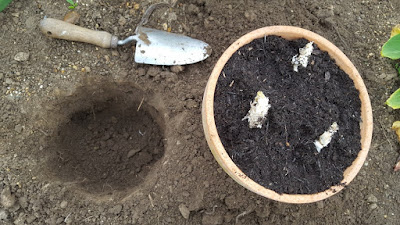 How to plant Nerine sarniensis bulbs Nerine sarniensis bulbs potted into terracotta pot and ready for sinking into the ground