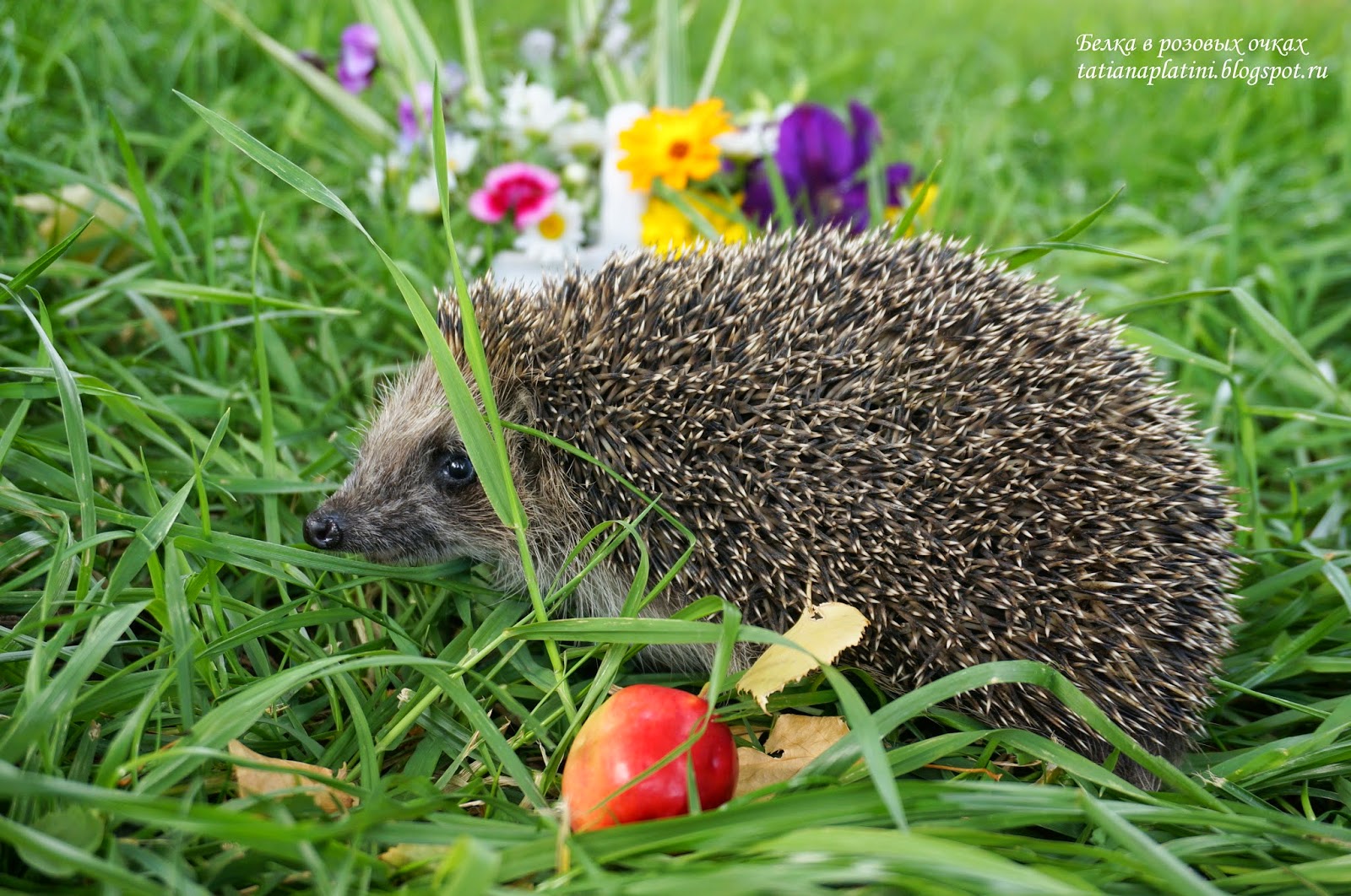 ёжик резиновый с дырочкой в правом боку. ежик в правом боку слушать. ежик в правом боку слушать. ёжик с боку. ежик в правом боку слушать.