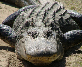 Alligator Recipe