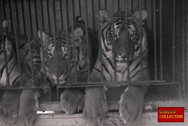 Gros plan des tigres du Cirque Franz Althoff 1967