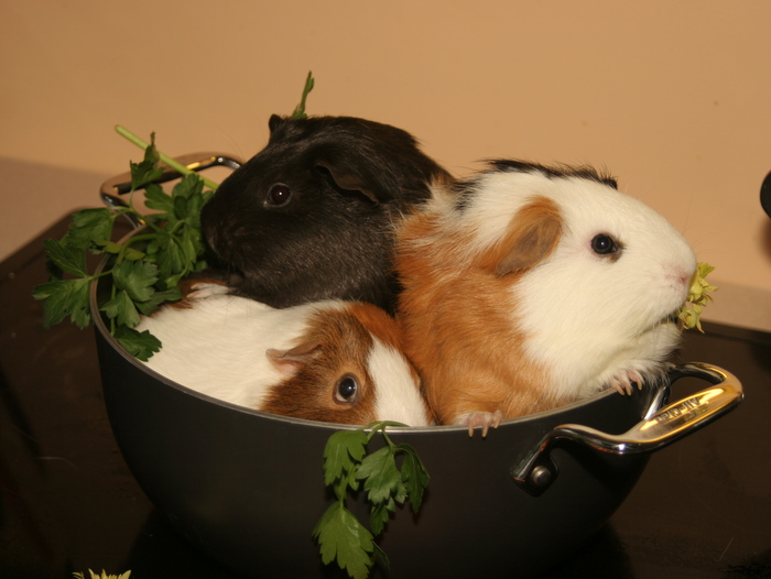 Crafts, Cavies and Cooking I Like Thursday Guinea Pigs