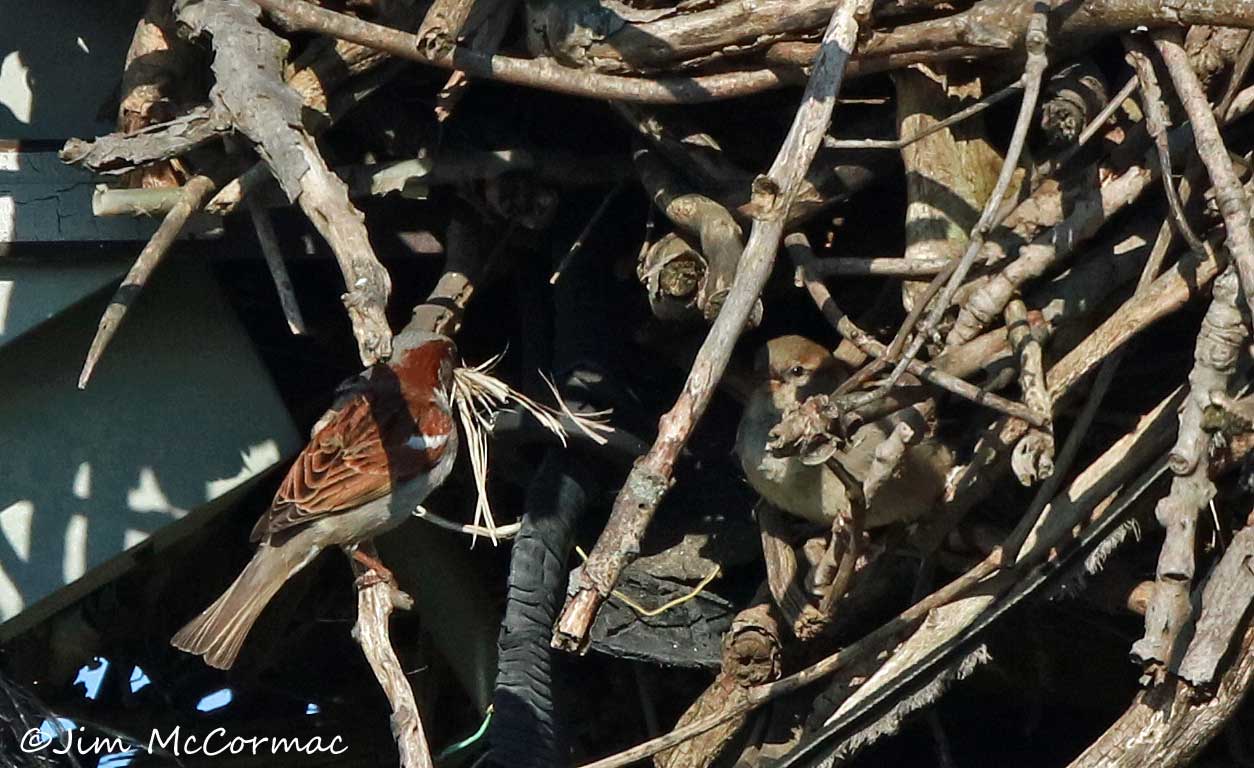 Ohio Birds and Biodiversity House Sparrows nest in Osprey nest!