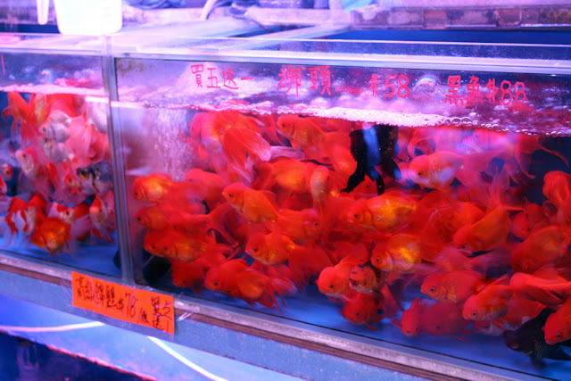 Goldfish Market in Hong Kong | travel blog