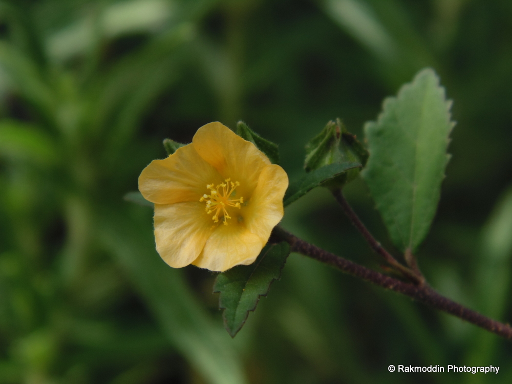 Kas Pathar - Flowers valley in Maharashtra