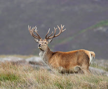 Red Deer stag