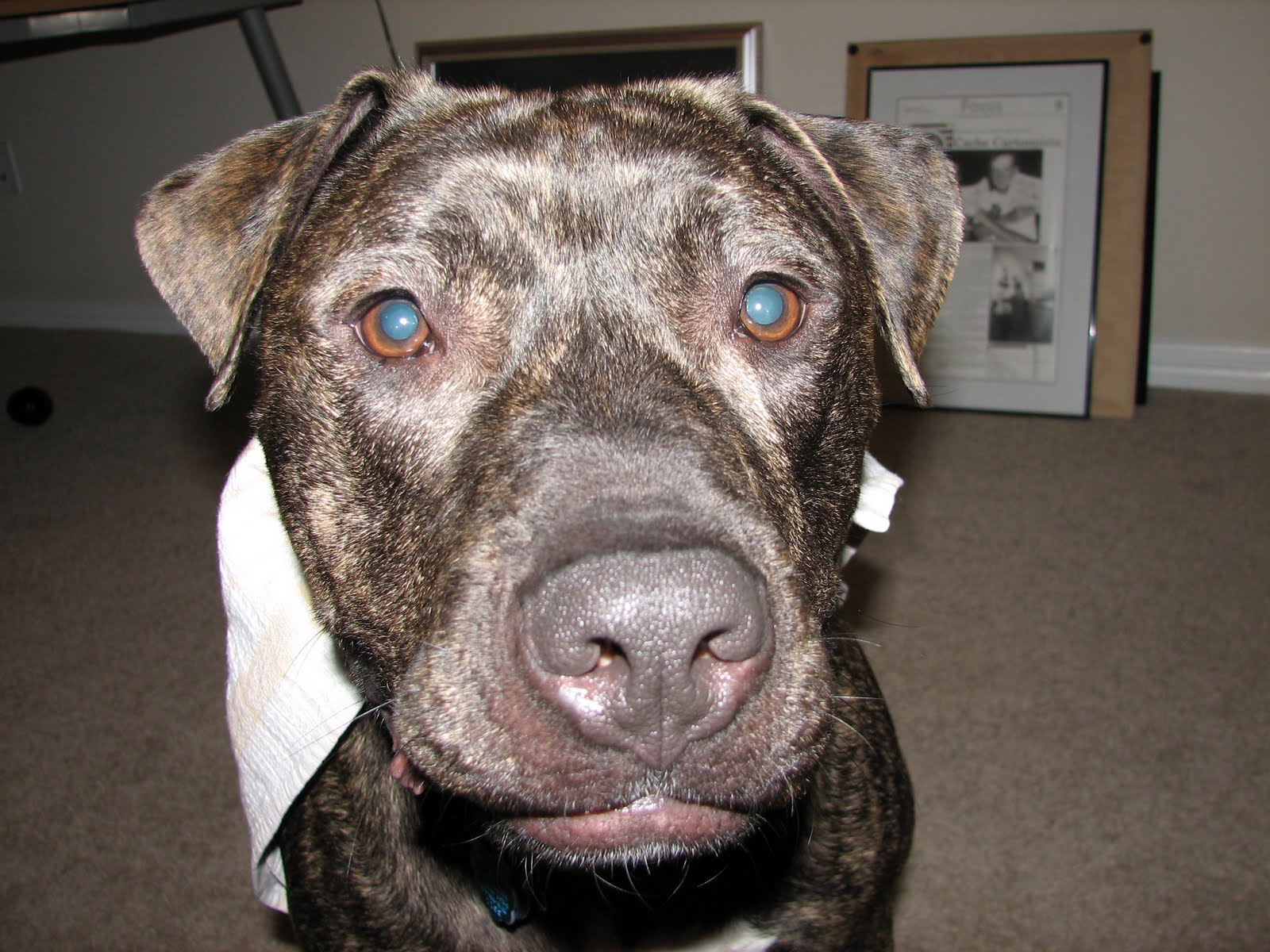 A Dog Named Hank the adventures of super hank!