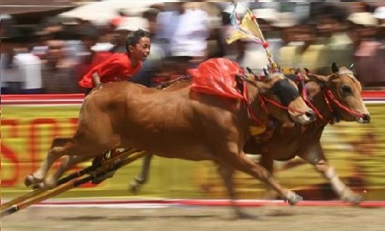 sapi kerap