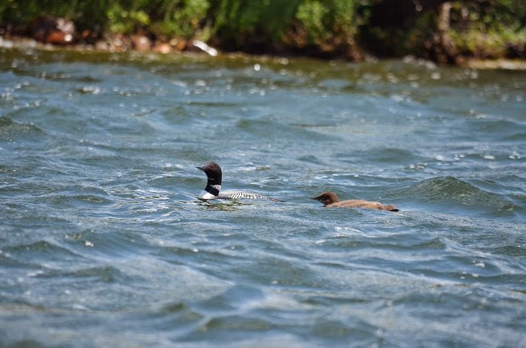 Loon Family Photo by Trisha Field