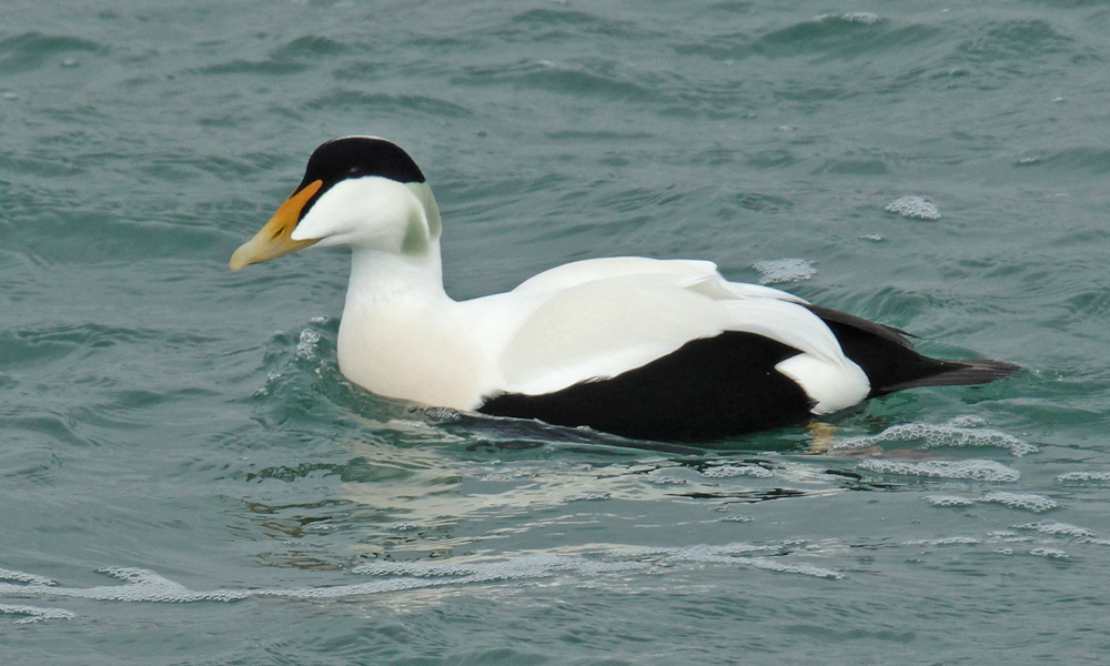 The Bruce Mactavish Newfoundland Birding Blog Lucky with a Couple Seaducks