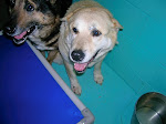 3/19/11 Urgent Small VA Shelter Needs YOUR HELP- Caroline County VA Dogs Are Urgent -