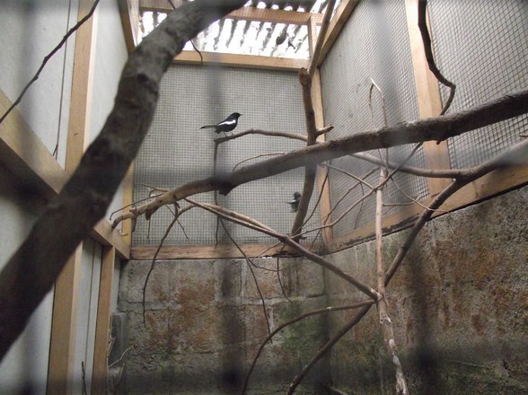 3 Tips Pembuatan Kandang Ternak Burung Kacer Yang Sederhana Kicau Mania