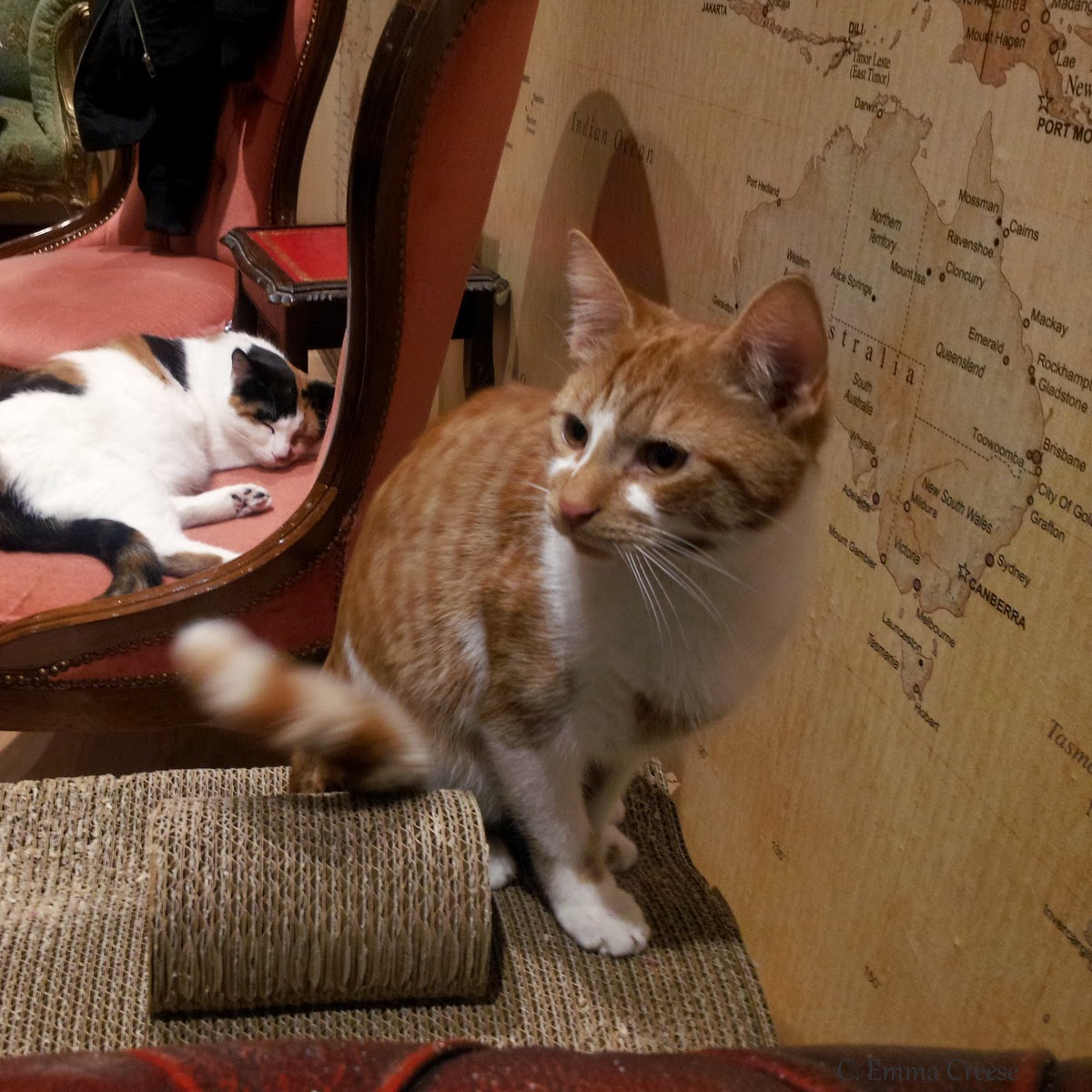 Lady Dinah's Cat Cafe Adventures of a London Kiwi