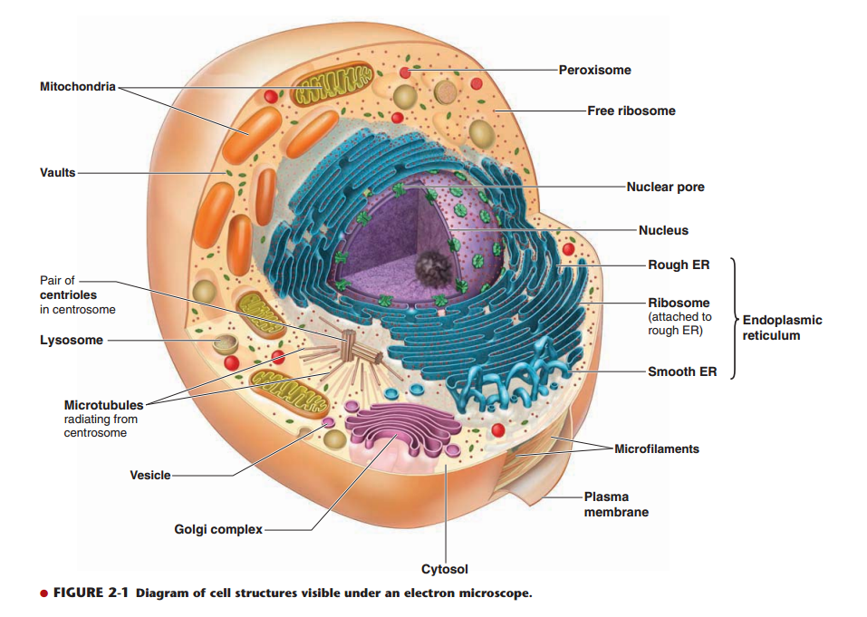 struktur dan fungsi retikulum endoplasma halus