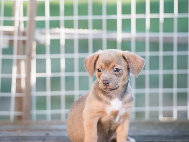Wie man im Freien Hund Zwinger reinigen und zu pflegen Hunde Welpen