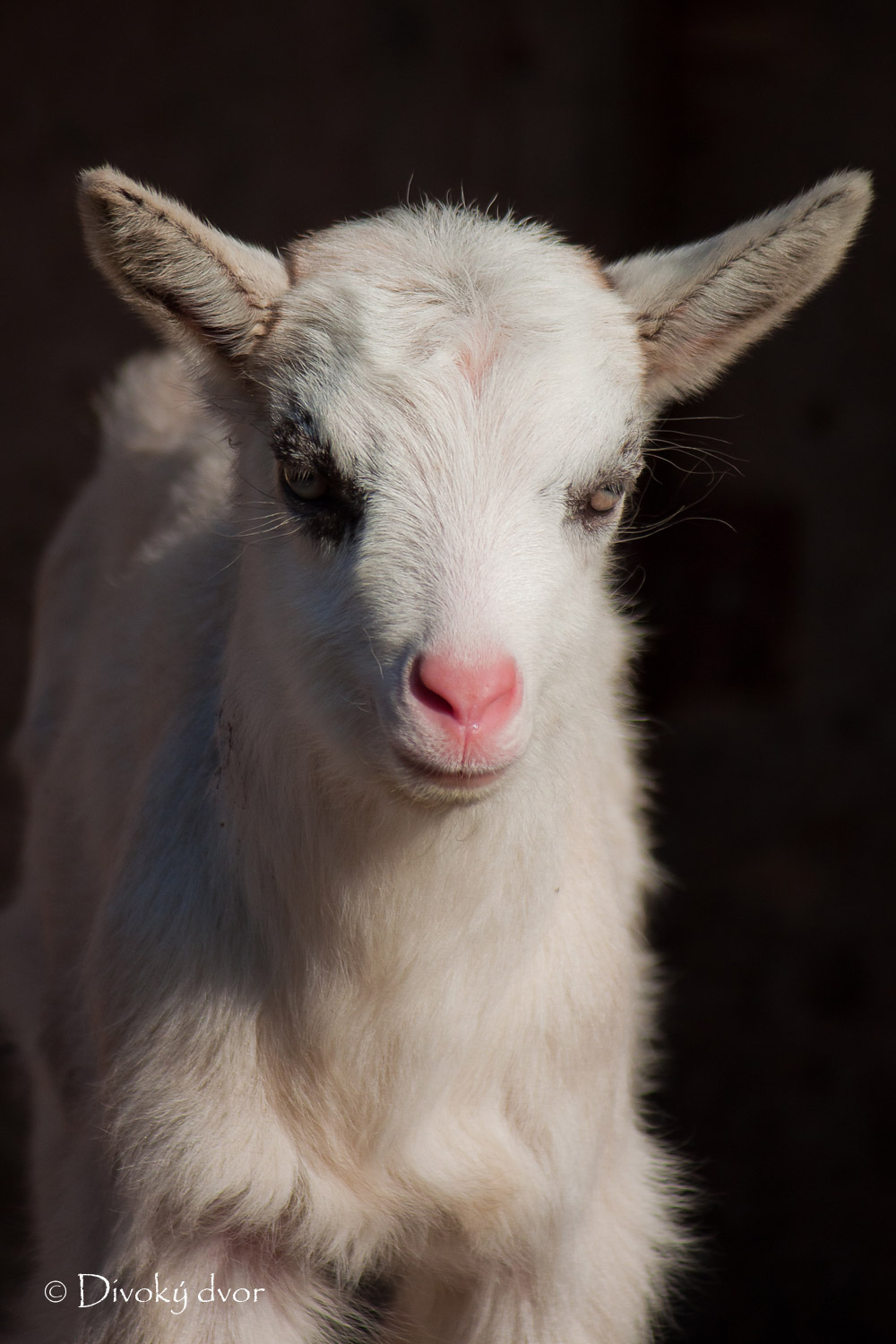 Divoký dvor: Kozliatka...