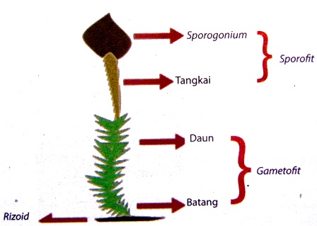 Terbaru 22 Gambar Daun Dan Bagiannya Richa Gambar