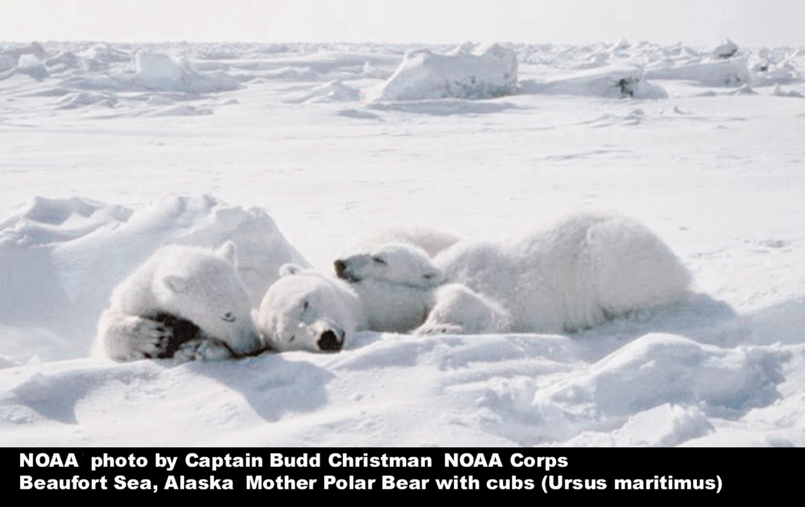 Carnivores and Super Predators Polar Bears