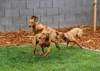 Zoomies at Zoe's house