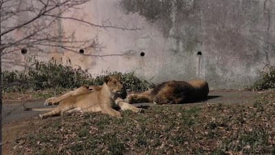 多摩動物公園のライオン