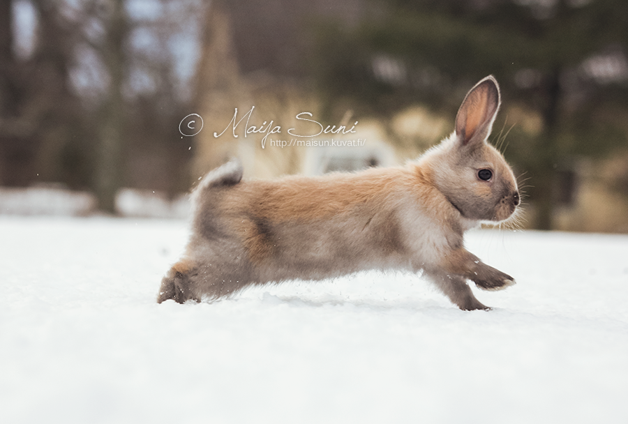 vapaa suoraan homo pornoa