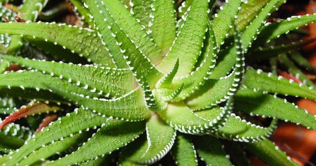 Makalah Hasil Observasi Lidah Buaya Contoh Makalah