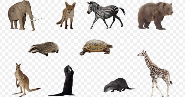 100+ Arti Mimpi Melihat Hewan Buas, Melata Dan Raksasa Lengkap - Mimpi  Melihat Melahirkan