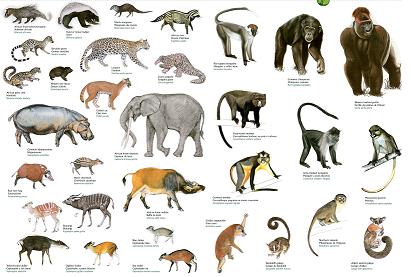 Animal Zoo Life: mammals,endangered mammals list,list of ...